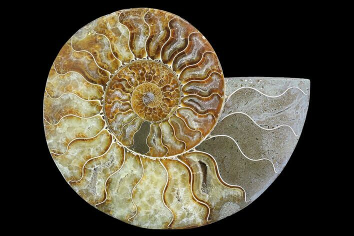 Agatized Ammonite Fossil (Half) - Madagascar #88185
